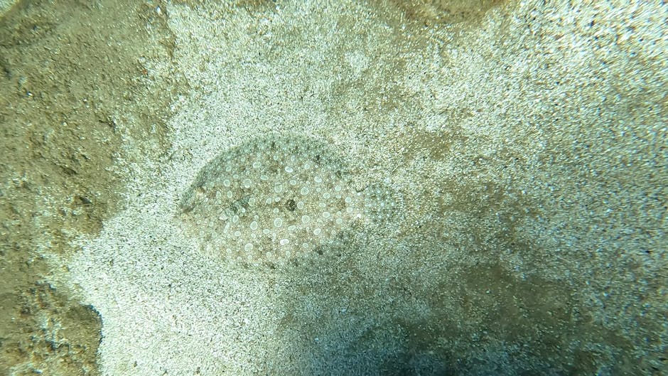 A close-up underwater photograph featuring a sea urchin with a spherical, spiny body covered in numerous small, white, dome-shaped tubercles. Surrounding the sea urchin is a sandy seabed with fine gra