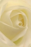 With immersive intimacy, this image draws you into the gentle heart of a cream-white rose-its petals unfurling in a spiral like the community spirit found throughout East Dulwich. Each layer is soft and nearly translucent, recalling the touch of morning dew on early strolls through Goose Green or gentle sunlight filtering into artisan cafés. There's a quiet luminosity, fueled by the interplay of subtle shadows and ivory folds, creating depth without disturbing the inherent peace. The mood feels as calm and moving as a heartfelt note exchanged among friends or a tribute offered in cherished memory. As seen by an East Dulwich florist, this rose becomes the purest emblem of reverence and new beginnings-ideal for honoring, admiring, or gently comforting. One can almost catch its understated sweetness, a fragrance that floats quietly through the air, capturing the skill and intent woven into every petal and every East Dulwich story shared through flowers.